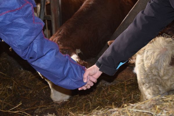 Kaksi ihmistä puristamassa kättä. Taustalla lehmän hahmo.