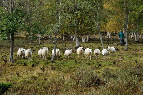 Lampaat juoksemassa kohti kuvaajaa
