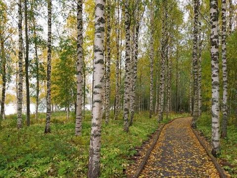 Pajunkissoja keväthangella