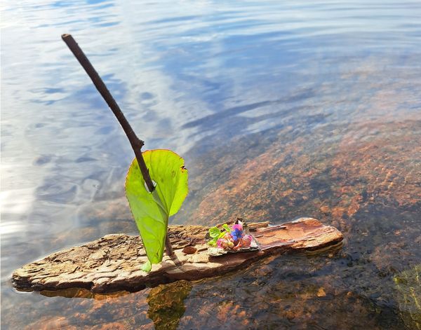 Pajunkissoja keväthangella