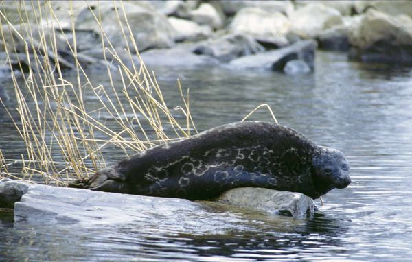 Saimaannorppa katselee rantakivellä.