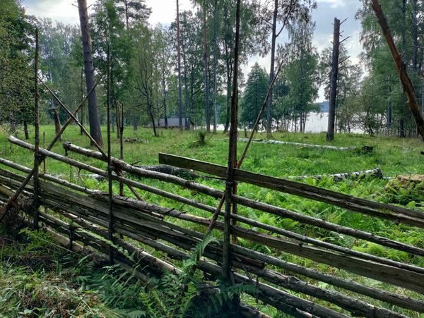 Risuaita, taustalla mäntymetsää