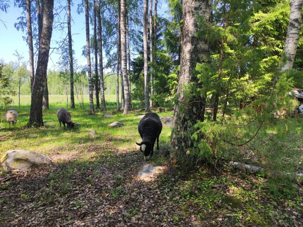 Lampaita kesäpäivänä perinnemaisemassa