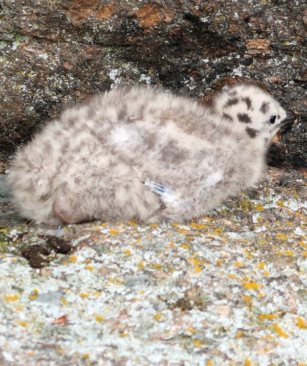 Kesäinen näkymä torille.