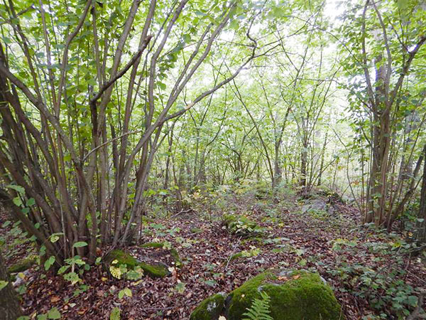 Kesäinen pähkinäpuumetsä, sammaleisia kiviä.