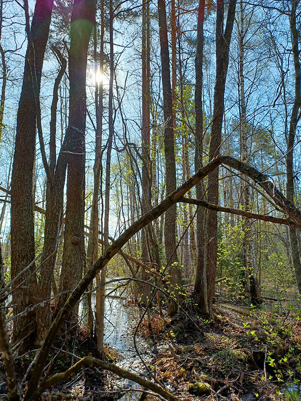 Keväinen tervaleppämetsä auringonpaisteessa.