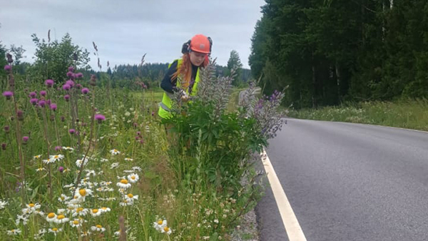Henkilö poistaa lupiineja tien varrelta.