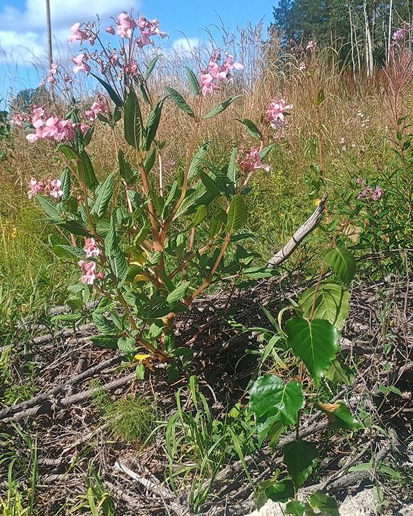 Jättipalsami-kasvi läheltä kuvattuna.