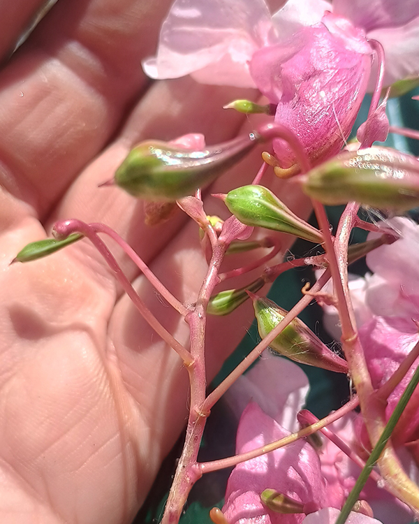 Jättipalsamin kukkaa ja siemenkotia lähikuvassa,