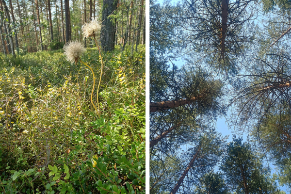 Kangasvuokko kukkimisenjälkeen ja männyn latvoja.