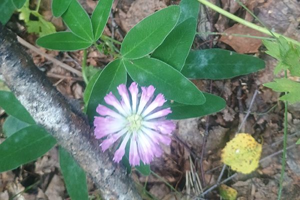 Metsäkukka lähikuvassa.