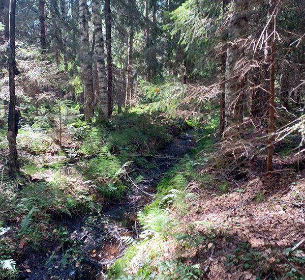 Suometsää, jossa oja.