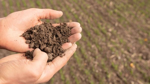 Multaa käsissä, taustalla peltoa, jossa hentoa kasvustoa.