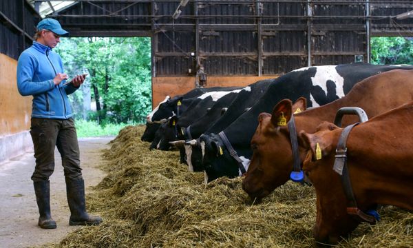 Nainen katsoo navetassa tablettitietokonetta. Kuvassa on myös heinää syöviä lehmiä.