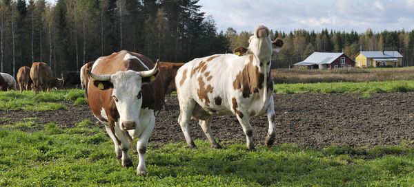 Kaksi lehmää kirmaa kevätlaitumella.