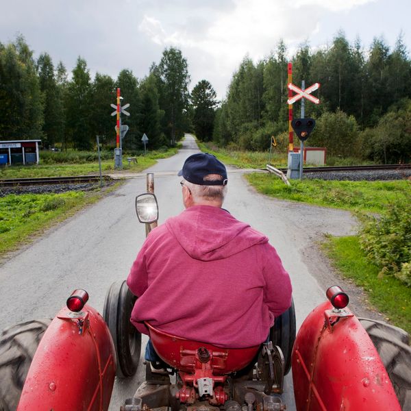 Keltaisia kukkia, joiden päällä teksti Seuraava Pöllöparlamentti 8.4.2025. 
