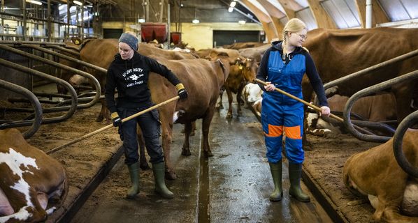 Kaksi nuorta henkilöä siivoaa lehmien makuualustoja isossa pihattonavetassa.
