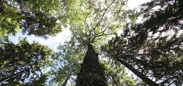 Puiden latvoja kuvattuna alhaalta ylöspäin, latvojen takana sininen taivas.