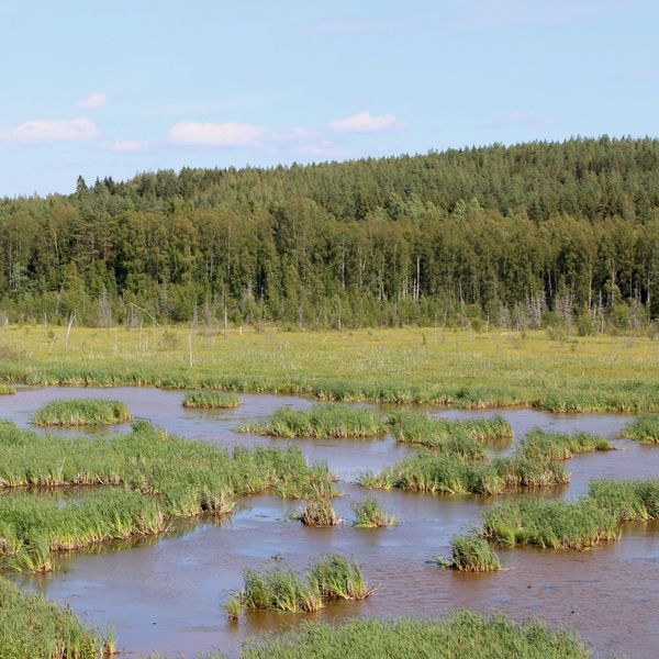 Laaja kosteikko aurinkoisena kesäpäivänä, kosteikon takana metsää. 