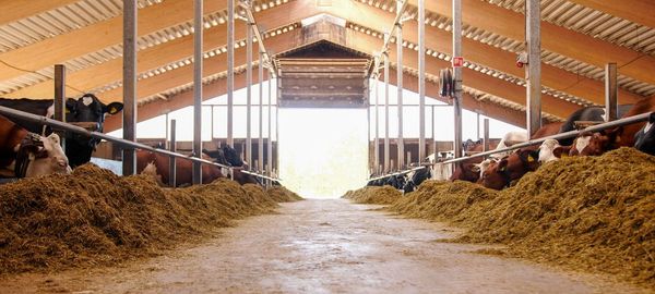 Valoisa pihattonavetta, lehmiä syömässä rehua.