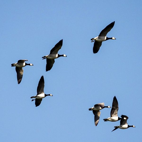Lammas laitumella, teksti Luomu- ja ympäristösopimuskoulutus, aineistot verkossa.