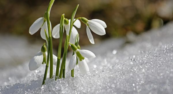 Valkoisia lumikelloja, jotka kasvavat keväthangen läpi.