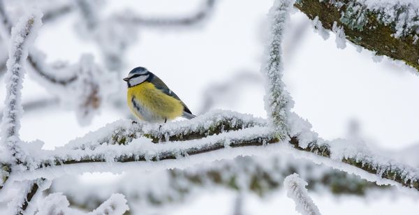 Sinitiainen huurteisen puun oksalla.