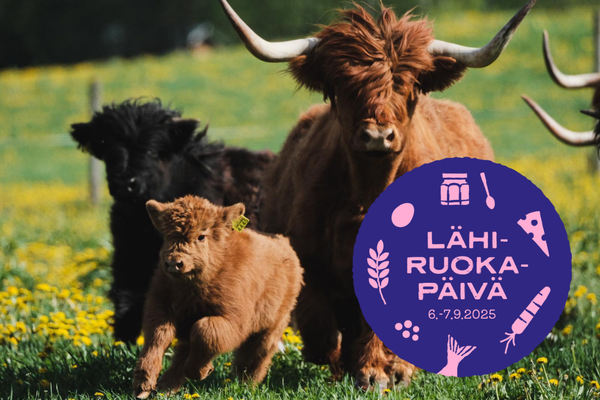 Ylämaankarjan nauta ja kaksi vasikkaa kesälaitumella, logo Lähiruokapäivä 6.-7.9.2025.