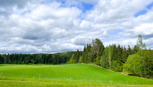 Alkukesän vihreää peltoa, joka rajautuu metsään, taivalla valkoisia pilviä.