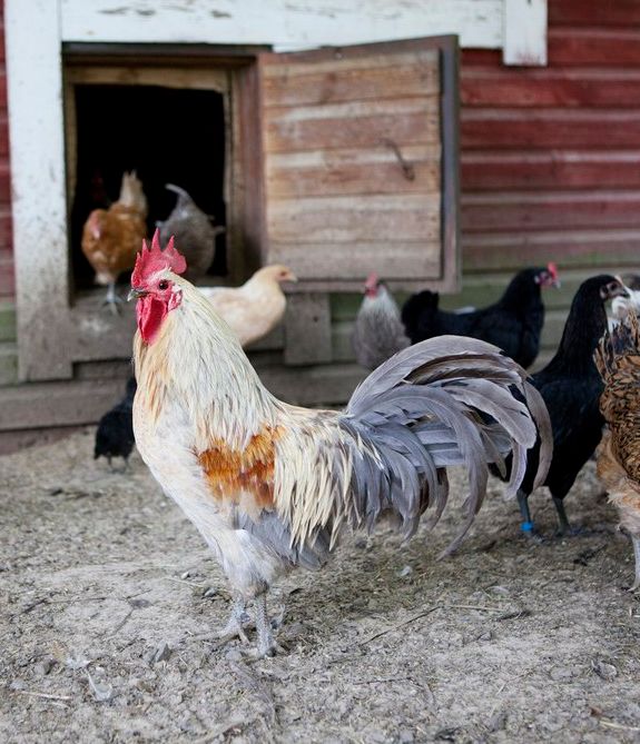 Maatiaiskukka ja kanoja.