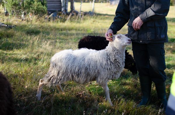 Lehmä juoksee lumessa.