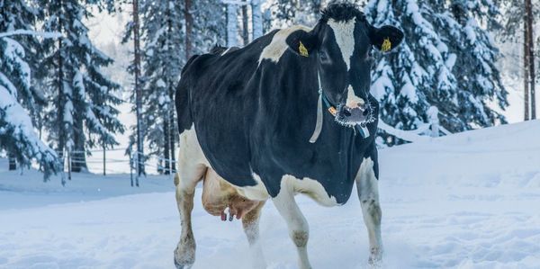 Lehmä juoksee lumessa.