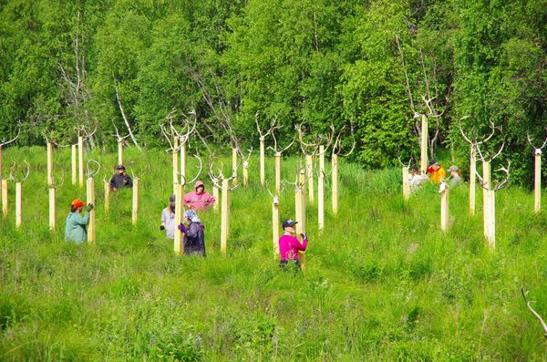 Kuvassa pystytetään taideteosta.