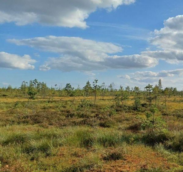 Lammas katsoo kameraan