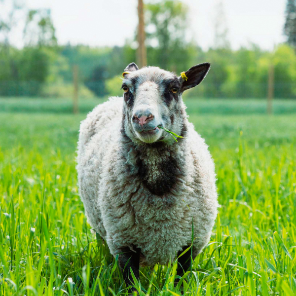 Lammas katsoo kameraan