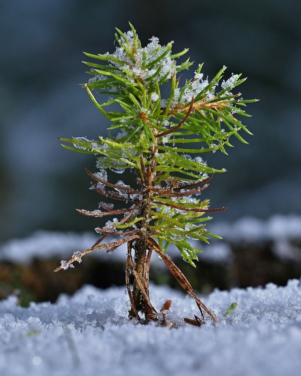 Kuvassa on kurkia pellolla.