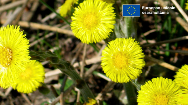 Voikukkia.  EU-lippu-logo