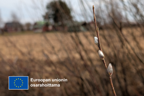 Pajunkissa.  EU-lippu-logo