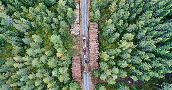 Ilmakuva, jossa metsän keskellä kulkee metsäautotie, jonka molemmin puolin puukasoja.