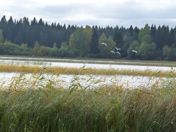 Vettä, metsää takana