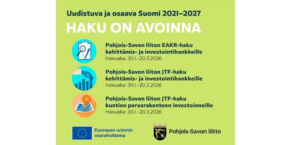 Lähikuva havupuun oksasta ja sen neulasista.