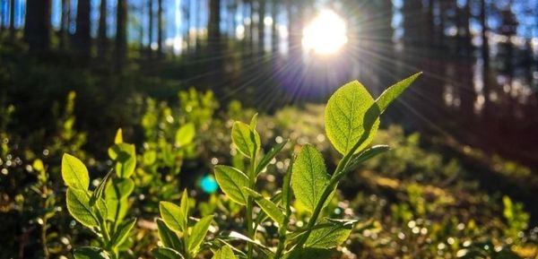 metsää taustalla, mustikanvarpu edustalla