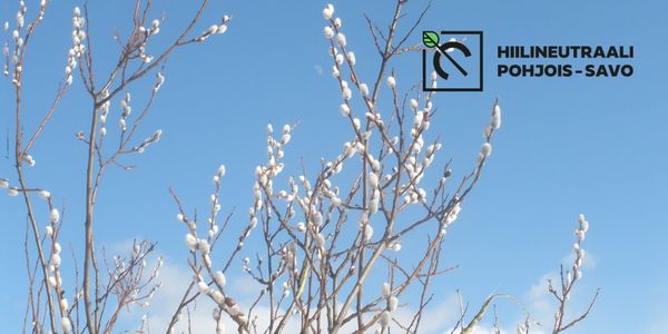 Pajuja sinistä taivasta vasten