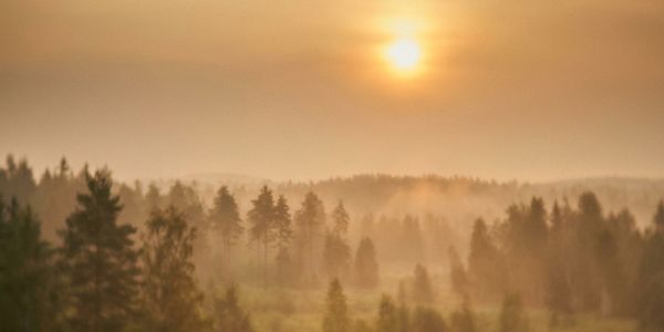utuinen metsämaisema