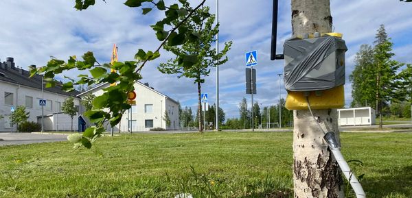 Puu, jossa on kiinni mittauslaite