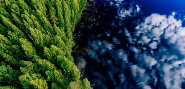 metsä ja vesi ylhäältäpäin