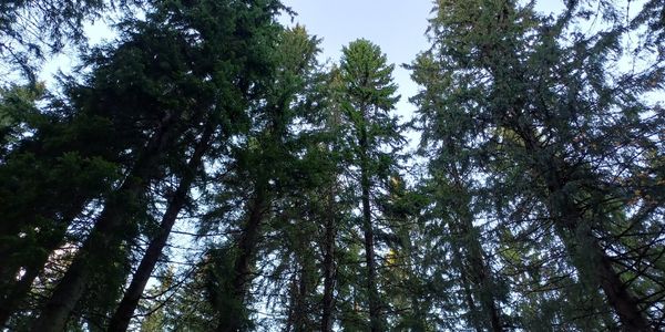 Metsää ja vettä ilmakuvassa