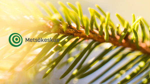 Lähikuva havupuun oksasta ja sen neulasista.