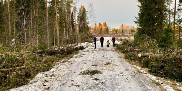 Jäinen metsätie, jonka reunoilla on kaatuneita puita