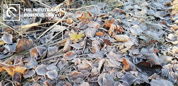 Lehtiä maassa kuuran peitossa